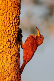 Great Rufous Woodcreeper (Xiphocolaptes major) perched on a branch in the Pantanal region of Brazil