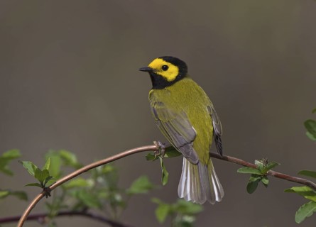 Hooded Warbler, male