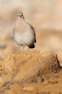 Arabian desert partridge, (Ammoperdix heyi), Arabian desert partridge, eastern sand grouse,