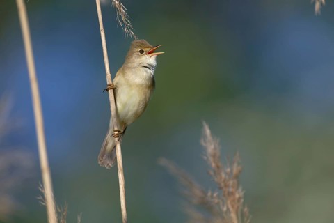 Marsh Warbler (Acrocephalus palustris) singing, Saxony, Germany