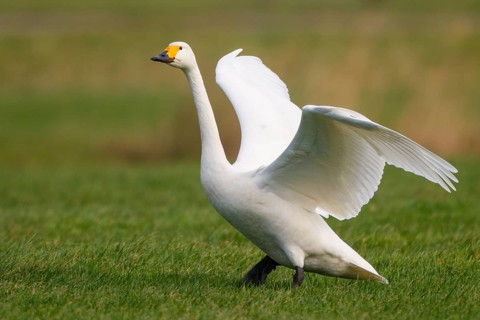Tundra Swan (Cygnus columbianus bewickii), Netherlands