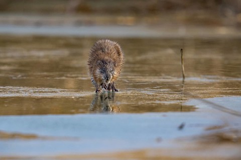 Muskrat (Ondatra zibethicus) walks across the ice on frozen lake Germany