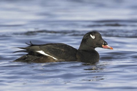 White-winged Scoter (Melanitta deglandi) male, British Columbia, Canada