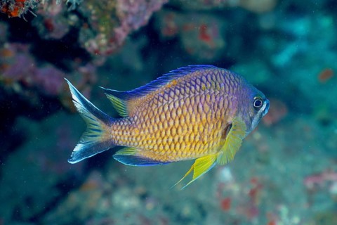 Atlantic monkfish (Chromis limbata)