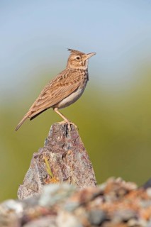 Crested Lark, (Galerida cristata), Animals, Birds, Songbird, Lark family Lesbos Island, Lesbos,