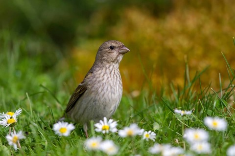 Common Rosefinch (Carpodacus erythrinus) on lawn with daisies (Bellis perennis),