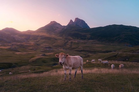 A cow stands in a serene mountain landscape at sunset, surrounded by rolling hills in summer. The