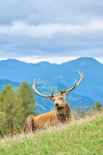 A deer with large antlers resting on a grassy hill surrounded by mountains under a cloudy sky, Red
