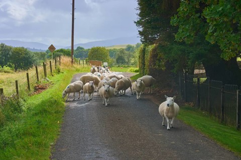 Flock of sheep on a country road surrounded by fences and trees, Sutherland, Strathnaver, Kinbrace,