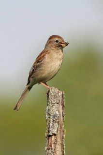 Field Sparrow (Spizella pusilla), Ohio, USA