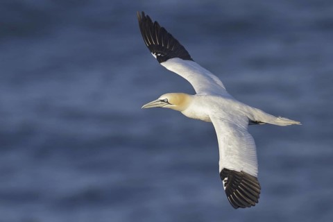 Northern Gannet (Morus bassanus) flying, Newfoundland, Canada
