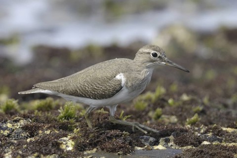 Common Sandpiper (Actitis hypoleucos), Goa, India