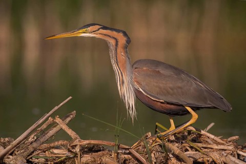 Purple Heron (Ardea purpurea), Subotica, Serbia