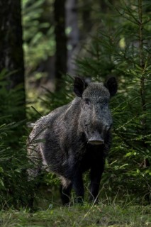 An impressive wild boar (Sus scrofa) suddenly appears between the spruces and leers directly in my