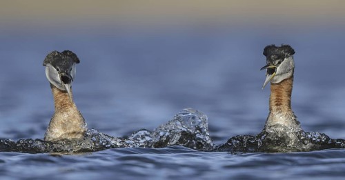Red-necked Grebe (Podiceps grisegena), Alaska, USA
