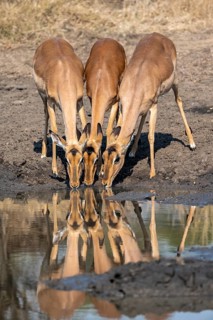 Three impalas (Aepyceros melampus) drinking at a natural waterhole, females, heads close together,