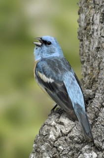 Lazuli Bunting (Passerina amoena), Washington, USA