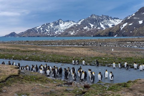 King penguins (Aptenodytes patagonicus), colony on a glacial river with snow-capped mountains and