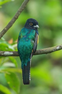 Violoceous Trogon (Trogon Violaceus) perched on a branch in Costa Rica