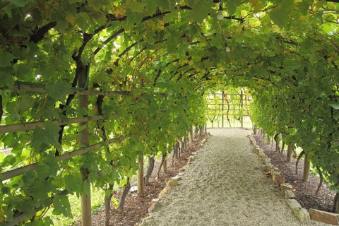Pergola with vines, am Brentanohaus, Brentano house, idyllic passageway, footpath, green leaves,