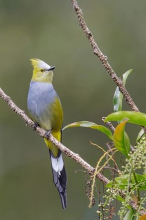Long-tailed Silky Flycatcher (Ptilogonys caudatus) perched on a branch in Costa Rica