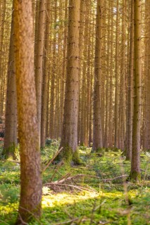 Dense rows of trees meet sun-drenched undergrowth, Calw, Black Forest, Germany