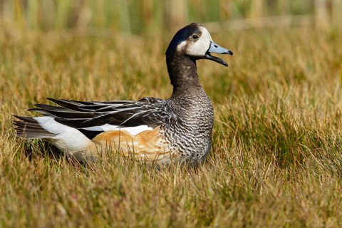 Chiloe Wigeon (Anas sibilatrix) at the edge of a small pond in the Falkland Islands