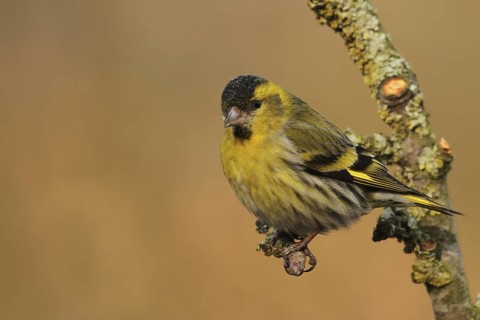 Eurasian Siskin (Spinus spinus) male, Lower Saxony, Germany