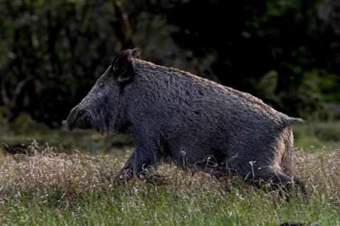 A wild boar (Sus scrofa) flees into the neighbouring forest after scenting me, escape, Denmark