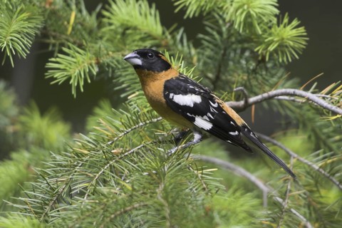 Black-headed Grosbeak (Pheucticus melanocephalus) male, British Columbia, Canada