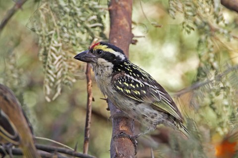 Red-fronted Barbet (Tricholaema diademata), Lake Baringo, Kenya