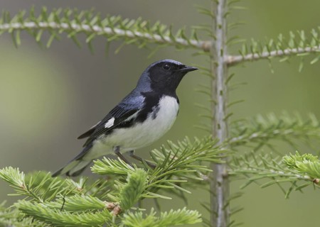 Black-throated Blue Warbler (Setophaga caerulescens) male, Michigan, USA