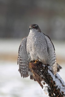 Northern Goshawk (Accipiter gentilis) female, Baden-Wuerttemberg, Germany