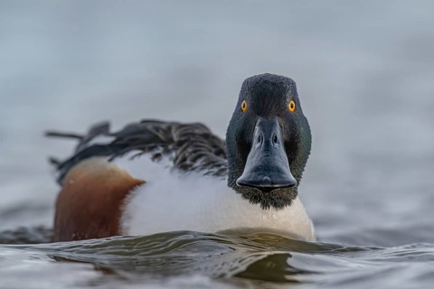 Northern Shoveler (Spatula clypeata) male, Schleswig-Holstein, Germany