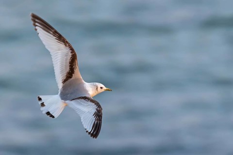 Dreizehenmöwe, Black-legged Kittiwake, Kittiwake, Rissa tridactyla, Mouette tridactyle, Gaviota
