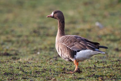 Greater White-fronted Goose (Anser albifrons), North Rhine-Westphalia, Germany