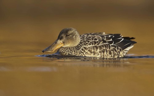 Northern Shoveler (Spatula clypeata) female, British Columbia, Canada