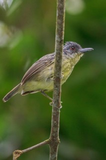 Spot-breasted Antvireo (Dysithamnus stictothorax) perched on a branch in the Atlantic rainforest of