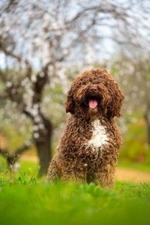 A fluffy Andalusian water dog stands amid lush green grass with blooming trees in the background,