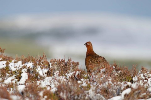 Red grouse (Lagopus lagopus scotica) adult game bird on a snow covered moorland in winter,