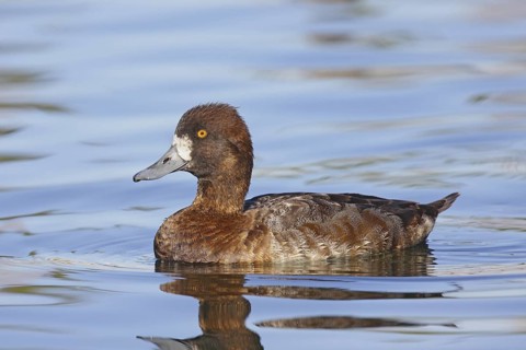 Lesser Scaup Aythya affinis Tucson, Pima County, Arizona, United States 4 March Immature Male