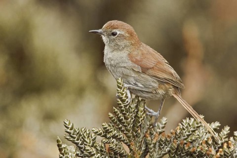 White-chinned Thistletail (Asthenes fuliginosa), Ecuador