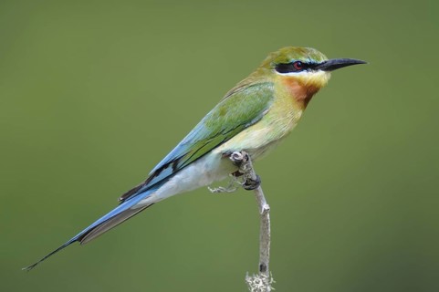 Blue-cheeked Bee-eater (Merops persicus), Sri Lanka