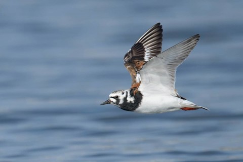 Ruddy Turnstone (Arenaria interpres) flying, Texas, USA
