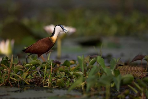 African Jacana (Actophilornis africanus) foraging, Semuliki National Park, Uganda