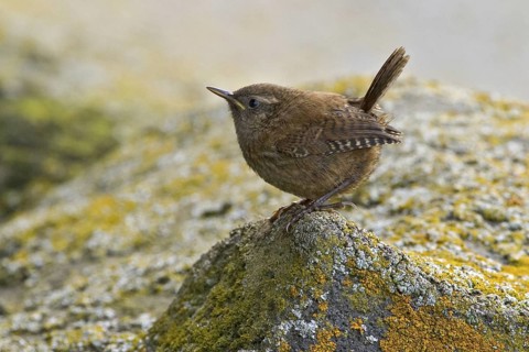 Pacific Wren (Troglodytes pacificus), Alaska, USA