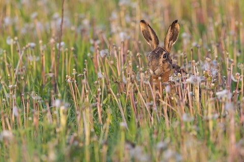 European hare, (Lepus europaeus), animals, mammals, hare, hare family, field, two, Lake Neusiedl,