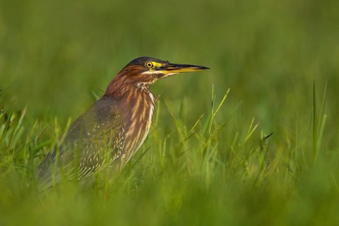 Green Heron (Butorides virescens), Aroeira, Portugal