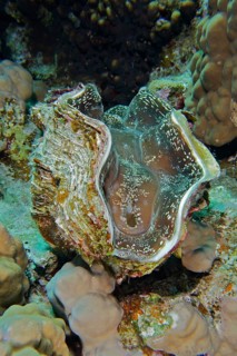 Common giant clam (Tridacna maxima)