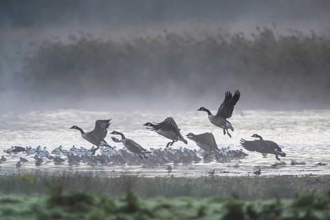 Canada Goose, Branta Canadensis, birds in flight over marshes